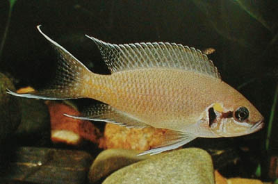 Neolamprologus brichardi